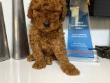 Red toy poodle wc eğitimli yavrum