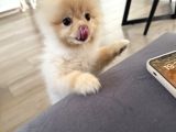 Pomeranian Boo