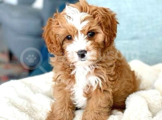 Küçük Boyut Sevenlere Maltipoo Yavrular