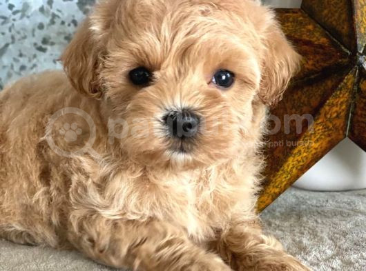 Küçük Boyut Sevenlere Maltipoo Yavrular görsel