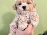 Küçük Boyut Sevenlere Maltipoo Yavrular