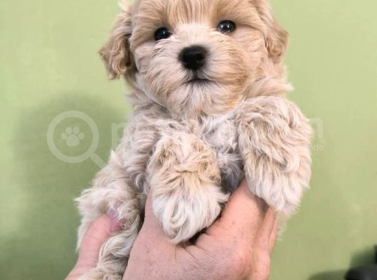 Küçük Boyut Sevenlere Maltipoo Yavrular görsel