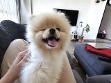 Pomeranian Boo