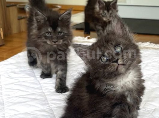 Yavru Maine Coonlar Yeni Yuvalarını Arıyor    görsel