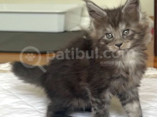 Yavru Maine Coonlar Yeni Yuvalarını Arıyor    görsel