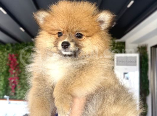 Pomerian