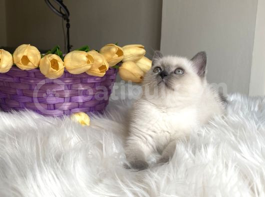 Blue Point Sağlıklı Oyuncu Yavrular görsel