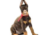 Birici Sınıf Doberman Yavrulari