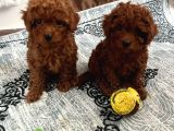 Toy Poodle Irk Ve Sağlik Garanti̇li̇