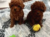 Toy Poodle Irk Ve Sağlik Garanti̇li̇