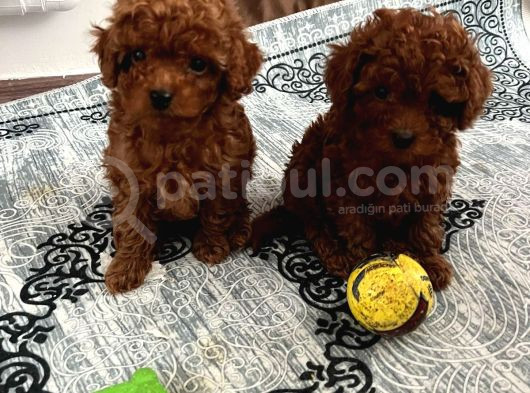 Toy Poodle Irk Ve Sağlik Garanti̇li̇ görsel