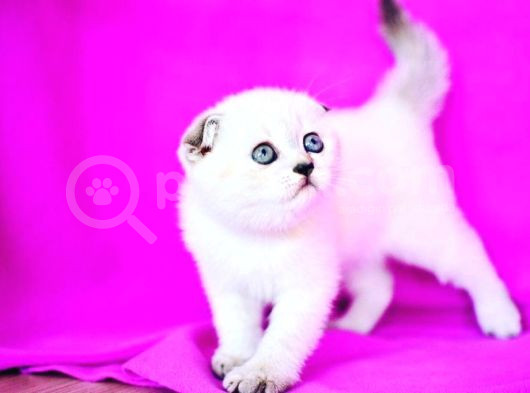 Türünün En Güzeli Blue Point Scottish Fold Shorthair