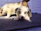 A Kalite Irk Garantili Border Collie Yavruları