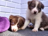 A Kalite Irk Garantili Border Collie Yavruları