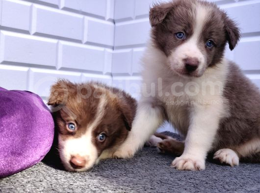 A Kalite Irk Garantili Border Collie Yavruları görsel