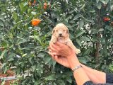 Üst Kali̇te Malti̇po Bebekleri̇mi̇z