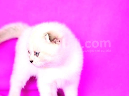 Türünün En Güzeli Blue Point Scottish Fold Shorthair görsel