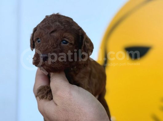 Toy Poodle Yavrular