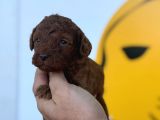 Ruhsatlı Çiftliğimizden Poodle Yavrularımız