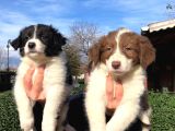 Zeka Küpü Border Collie Yavrularımız