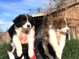 Zeka Küpü Border Collie Yavrularımız
