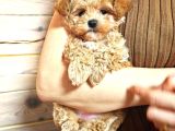 Harika Görünümlü Maltipoo Yavrular