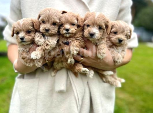 Mini Maltipoo Büyümeyecek Yavrular görsel