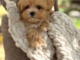 Oyuncu Maltipoo Tüy Dökmez Yavrular