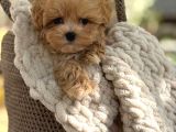 Oyuncu Maltipoo Tüy Dökmez Yavrular