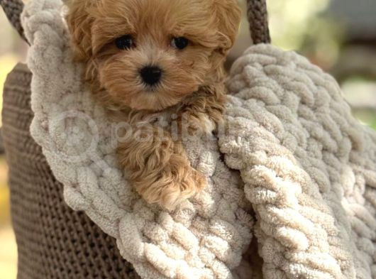 Oyuncu Maltipoo Tüy Dökmez Yavrular görsel