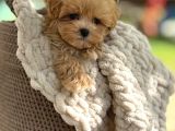 Oyuncu Maltipoo Tüy Dökmez Yavrular