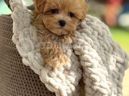 Oyuncu Maltipoo Tüy Dökmez Yavrular görsel