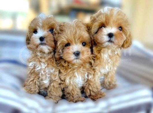 Babyface Maltipoo Uygun