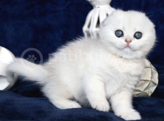 Mavi Boncuğumuz Silver Scottish Fold Shorthair