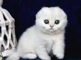 Mavi Boncuğumuz Silver Scottish Fold Shorthair