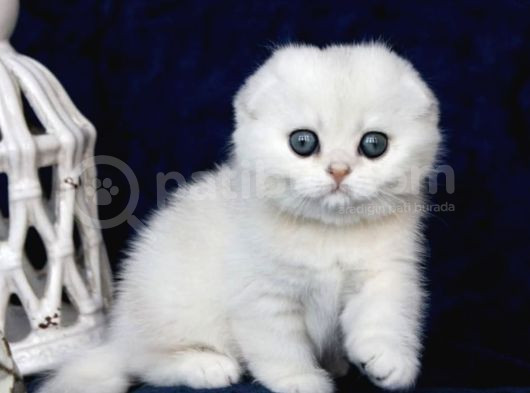 Mavi Boncuğumuz Silver Scottish Fold Shorthair görsel