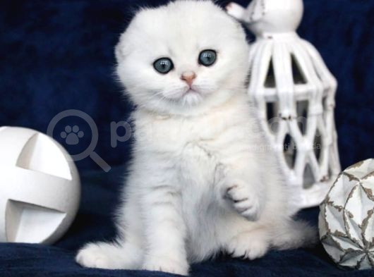 Mavi Boncuğumuz Silver Scottish Fold Shorthair görsel