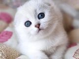 Saf Kan En Kaliteli Scottish Fold Shorthair