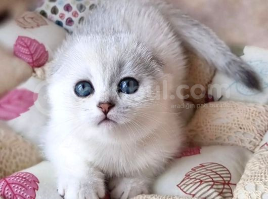 Saf Kan En Kaliteli Scottish Fold Shorthair görsel