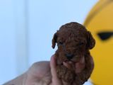 Ruhsatlı Çiftliğimizden Poodle Yavrularımız