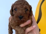 Ruhsatlı Çiftliğimizden Poodle Yavrularımız