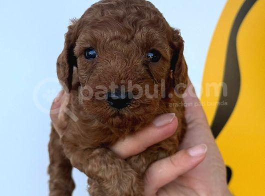 Ruhsatlı Çiftliğimizden Poodle Yavrularımız