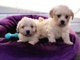 Nadir Kartopu Maltipoo Yavrularımız