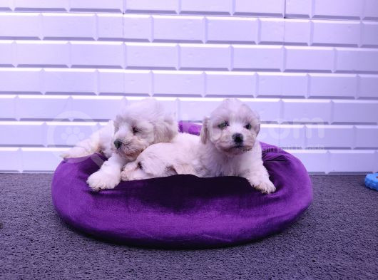 Nadir Kartopu Maltipoo Yavrularımız görsel