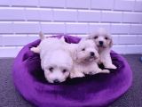 Nadir Kartopu Maltipoo Yavrularımız