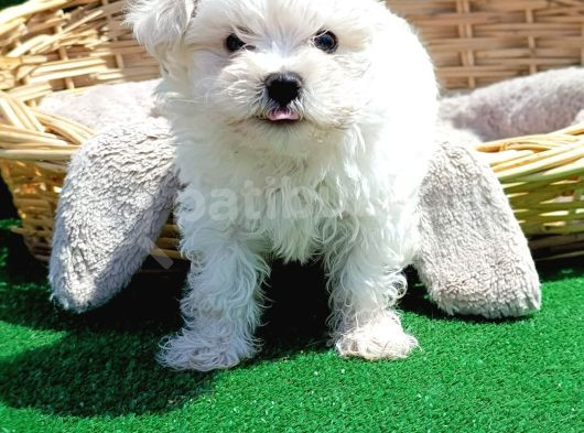 Çok Özel Maltese Yavrular görsel