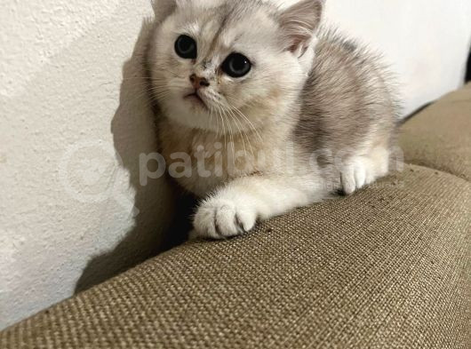 Çok Güzel Oyuncu Tatlı Yavrularım görsel