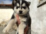 Safkan Husky Sibirya Kurdu