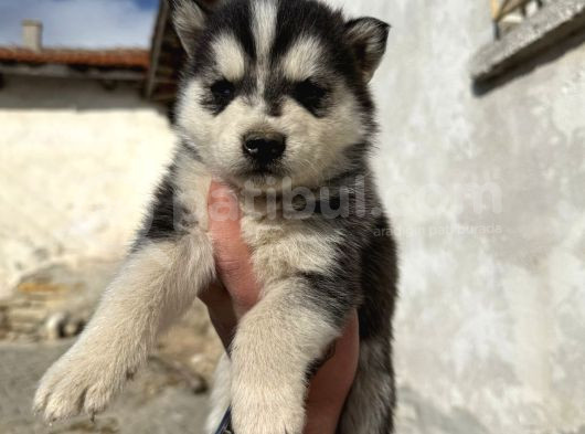 Safkan Husky Sibirya Kurdu görsel