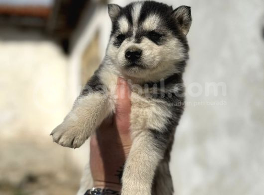 Safkan Husky Sibirya Kurdu